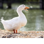 Lexi’s duckies