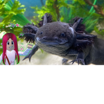Eevees axolotl fan group