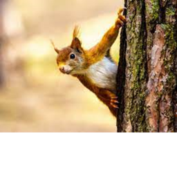 Squirrel academy obby (mega Easy)