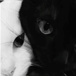 <3itten