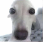 Dog gang funny