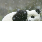 Panda's Angel Squad