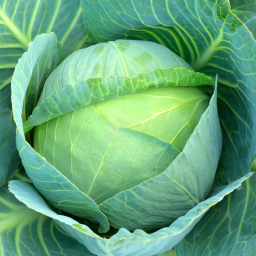 Cabbage Simulator 3