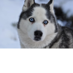 ~*Husky Squad*~