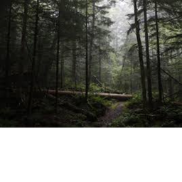 Tyrone's Forest