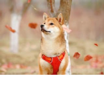 Amazing puppys for life