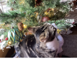 CCAtDDOG