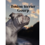 Boston terrier Group. join now!!!!