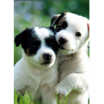 Rainbows Puppies Squad