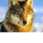 howl CluB