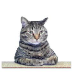 The Cats Fan Group (OFFICIAL FAN GROUP)