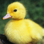 lil duckys