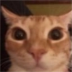 * : + Kittys + : *