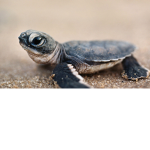 GracieTurtle