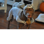 masterpeice doggy