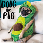 Pug loveing