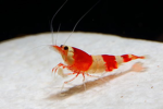 life of a lobster