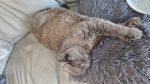 do u like cats