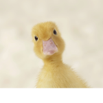 Duck’s the toll