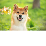 The group of doge group