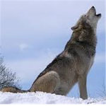 Wolf Lover Club!