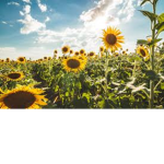 Sky's Sunflowers