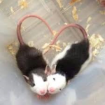 the fat rat clan