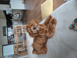 푸 그룹