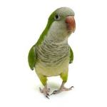 ~ The Parrot Army ~