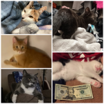 Cat group (only cat fans)
