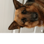 Roblox pets fanclub