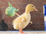 The dank duckies