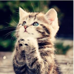Kittys Are Cute