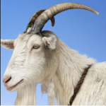 Screaming Goats united