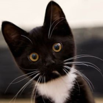 |~Oreo the cat's fan club~| :3