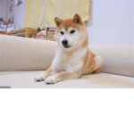shiba group/games