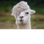 Llamas Are Cute Fan Club