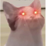 Cat revolutionary