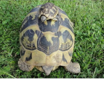 turtle_team :)