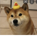 DogeDude fan group