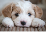 The official pup group