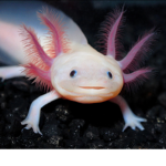 Club o axolotl
