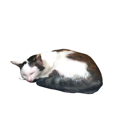 cute cat