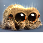 Spiders Forever