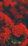 Red vibe inspiration
