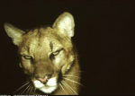 Jaguar$ clothing