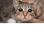 Cat Powa