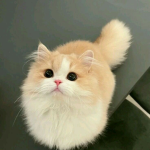 merycx_