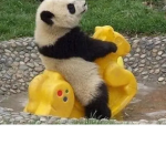 The Panda play