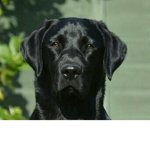 confused dog group